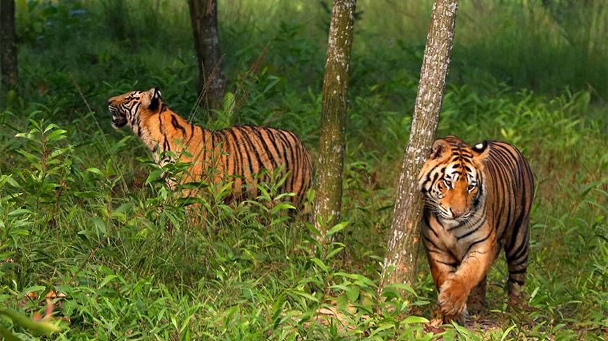 A Quick Brief on Sundarban and Its Orientations