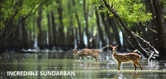 Enjoy Sundarban Tour Package & Go Wild This Holiday Season