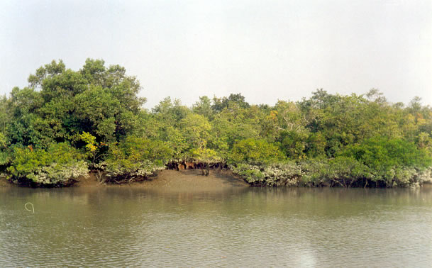 Opting For A Sundarban Tour Package? Know 7 Facts About The Place!