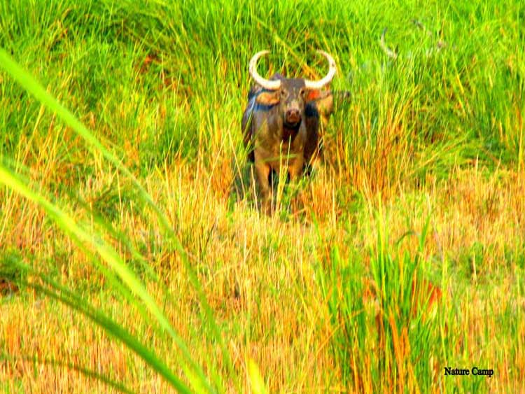 North East Kaziranga Forest