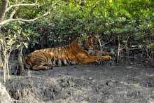 Royal Bengal Tiger at Sunderbans