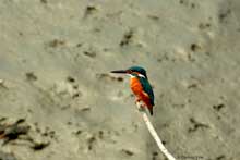 Kingfisher at Sunderban