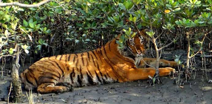 Into the Wild: Wilderness Expeditions with Royal Sundarban Tourism 5 Sundarban Tourism
