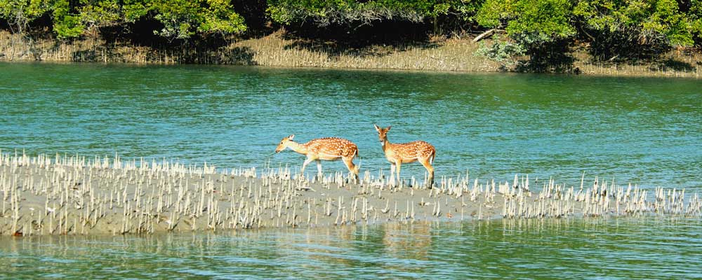 Sundarban Tourism